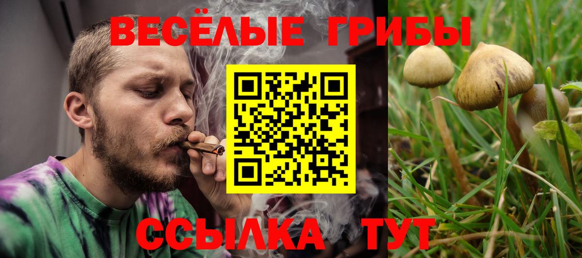 Псилоцибиновые грибы Psilocybe Сергиев Посад